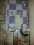Gatinha