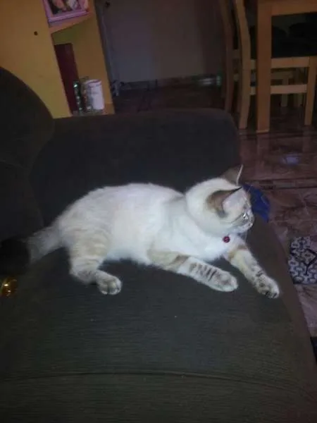 Gato ra a SRD idade 7 a 11 meses nome Gatinha
