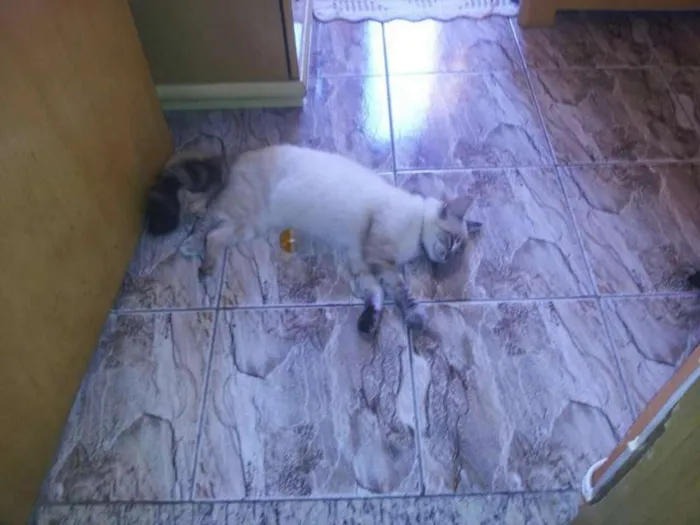 Gato ra a SRD idade 7 a 11 meses nome Gatinha