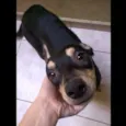 Cachorro raça SRD idade 7 a 11 meses nome Gamora