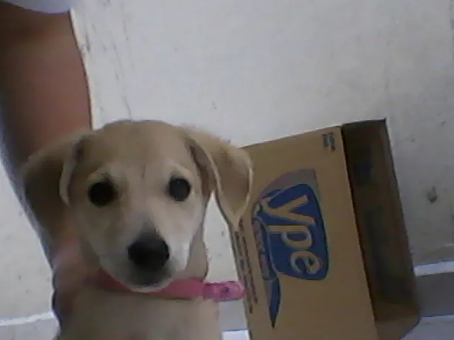 Cachorro raça SRD idade 1 ano nome Lola