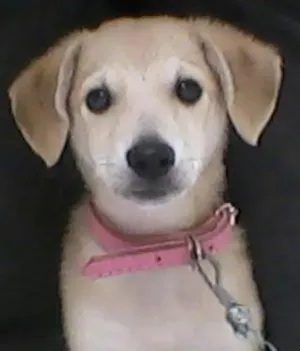 Cachorro raça SRD idade 1 ano nome Lola