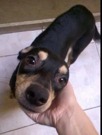 Cachorro raça SRD idade 7 a 11 meses nome Gamora