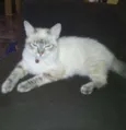 Gatinha