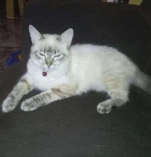 Gato raça SRD idade 7 a 11 meses nome Gatinha