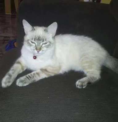 Gato ra a SRD idade 7 a 11 meses nome Gatinha