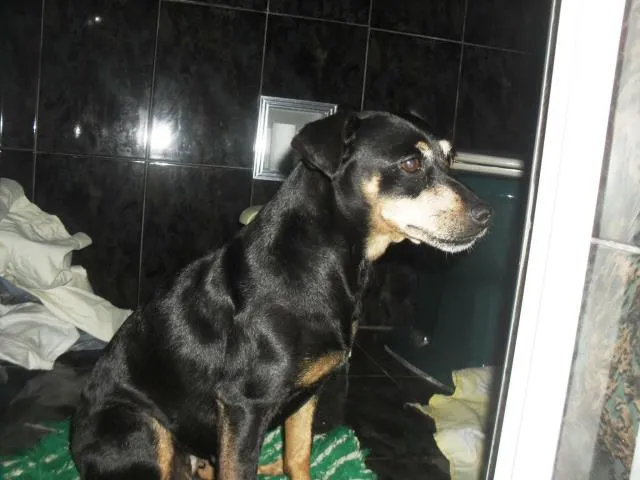 Cachorro ra a Pinscher  idade  nome Nega