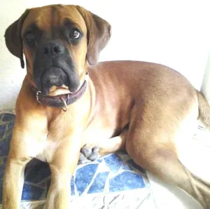 Cachorro raça Boxer idade 7 a 11 meses nome borges