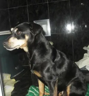 Cachorro raça Pinscher  idade  nome Nega
