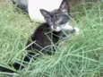 Gatinhos