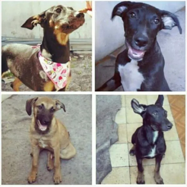 Cachorro ra a SRD idade 2 a 6 meses nome Bebezões