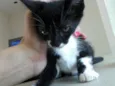 Gatinhos