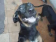 Bebezões
