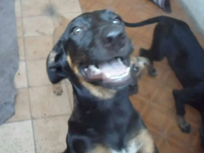 Cachorro ra a SRD idade 2 a 6 meses nome Bebezões