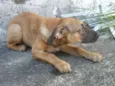 Bebezões