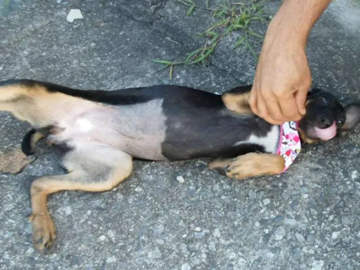 Cachorro ra a SRD idade 2 a 6 meses nome Bebezões