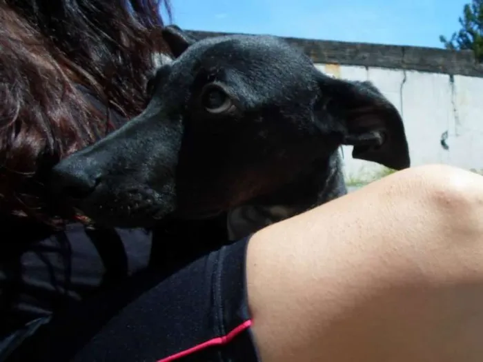 Cachorro ra a SRD idade 2 a 6 meses nome Bebezões