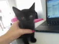 Gatinhos
