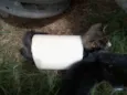 Gatinhos