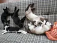 gatinhos
