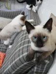 gatinhos