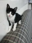 gatinhos