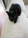 gatinhos