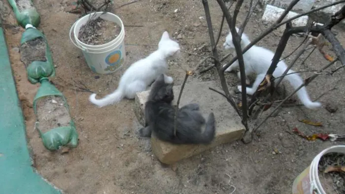 Gato ra a SRD idade 2 a 6 meses nome Tico,Pepe,Sissa e Lili