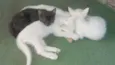 Tico,Pepe,Sissa e Lili