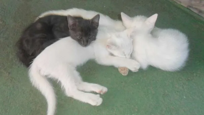 Gato ra a SRD idade 2 a 6 meses nome Tico,Pepe,Sissa e Lili