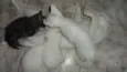 Tico,Pepe,Sissa e Lili
