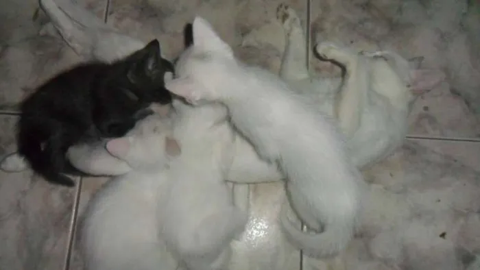 Gato ra a SRD idade 2 a 6 meses nome Tico,Pepe,Sissa e Lili