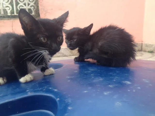 Gato ra a idade Abaixo de 2 meses nome Sem nome