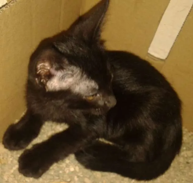 Gato raça SRD idade 2 a 6 meses nome Marion