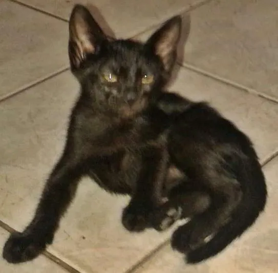 Gato raça SRD idade 2 a 6 meses nome Marion