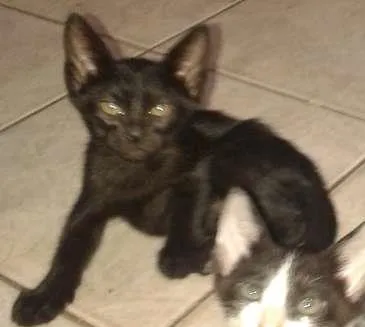 Gato raça SRD idade 2 a 6 meses nome Marion