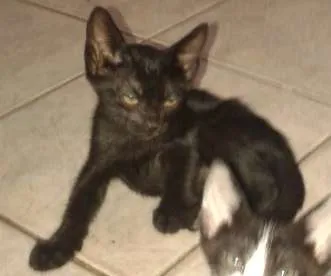 Gato raça SRD idade 2 a 6 meses nome Marion