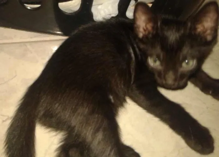 Gato raça SRD idade 2 a 6 meses nome Rever