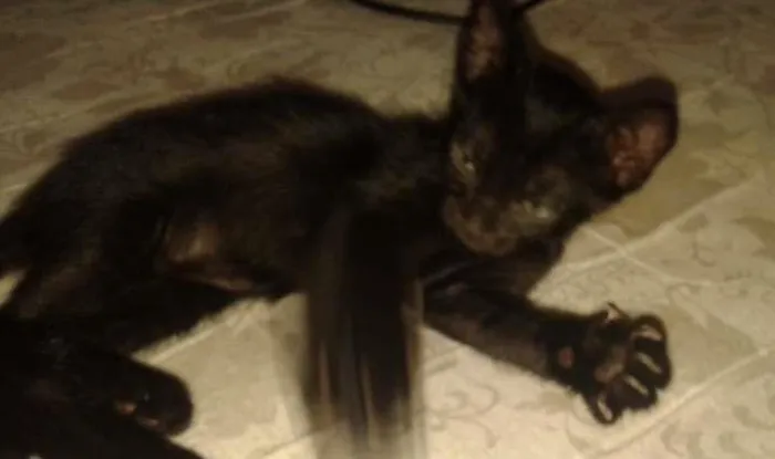 Gato raça SRD idade 2 a 6 meses nome Rever