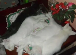 Gato raça SRD idade 2 a 6 meses nome Tico,Pepe,Sissa e Lili