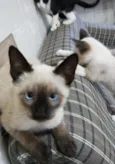 gatinhos