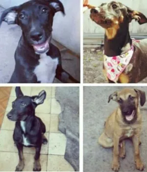 Cachorro raça SRD idade 2 a 6 meses nome Bebezões