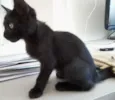 Gatinhos