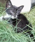 Gatinhos
