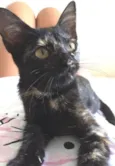 Katy