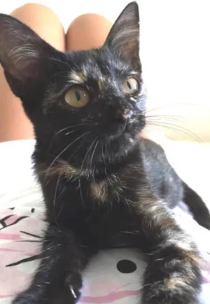 Gato raça Vira lata idade Abaixo de 2 meses nome Katy