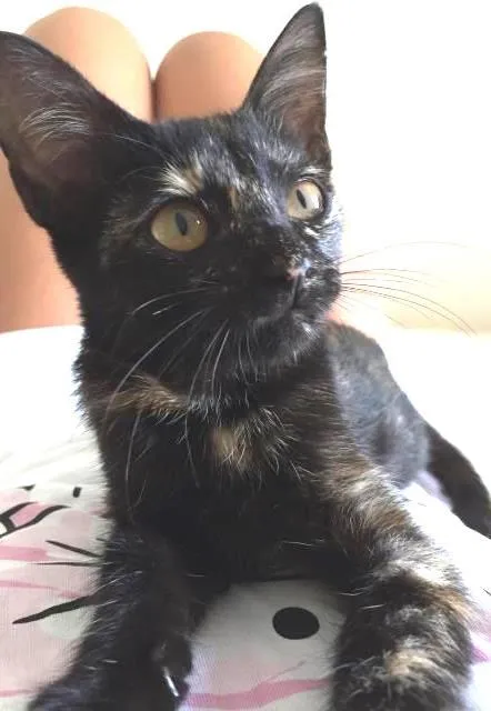 Gato ra a Vira lata idade Abaixo de 2 meses nome Katy