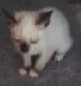 gatinhos