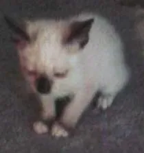Gato ra a SRD idade Abaixo de 2 meses nome gatinhos