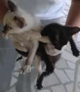 gatinhos